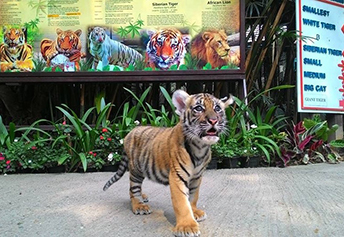 New Born Tiger